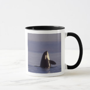 Tasse Spyhopping Orca Killer Whale (Orca orcinus) près d