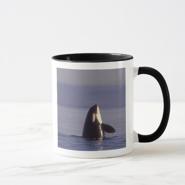 Tasse Spyhopping Orca Killer Whale (Orca orcinus) près d (Droite)
