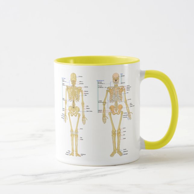 Tasse Squelette humain marqué diagramme d'anatomie (Droite)