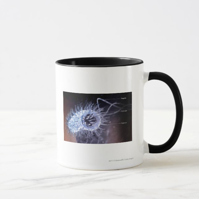 Tasse Structure d'une cellule de pylores de hélicobacter (Droite)