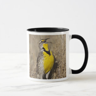 Tasse Sturnelle de l'Ouest (Strunella neglecta)
