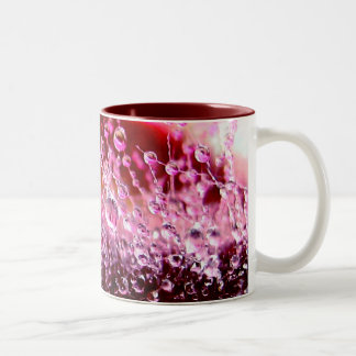 Tasse succulente