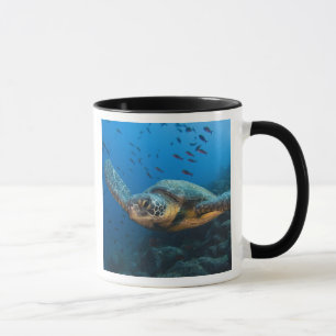Tasse Tortue noire (verte) (Chelonia agassizi)