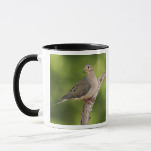 Tasse Tourterelle triste, Zenaida macroura