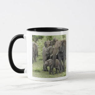 Tasse Troupeau d'éléphants africains, Loxodonta africana