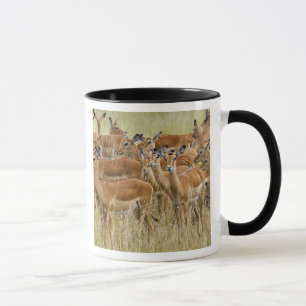 Tasse Troupeau d'impalas femelles, Masai Mara, Kenya.