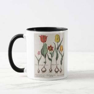 Tasse Tulipes : rubens de maculis du lutea 1.Tulipa ; Au