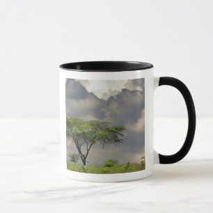 Tasse Umbrella Thorn Acacia, Acacia tortilis et 2
