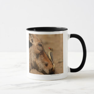 Tasse Un Oxpecker sur un museau de warthogs,
