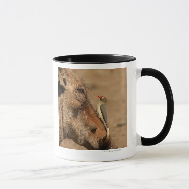 Tasse Un Oxpecker sur un museau de warthogs, (Droite)