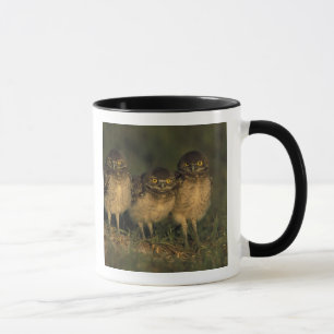 Tasse USA, Floride, Cap Coral. Trois Chouettes