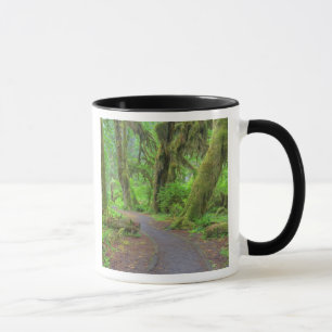 Tasse USA, Washington, Olympic National Park, Hoh Rain