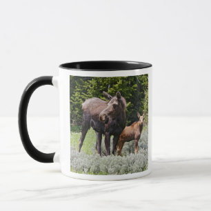 Tasse USA, Wyoming, Montagnes Bighorn, Alces d'orignaux
