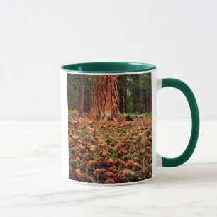 Tasse Vieux pin Ponderosa avec des cônes de pin