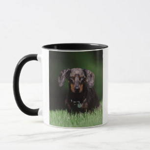 Tasse Vue de Dachshund couleur panaché