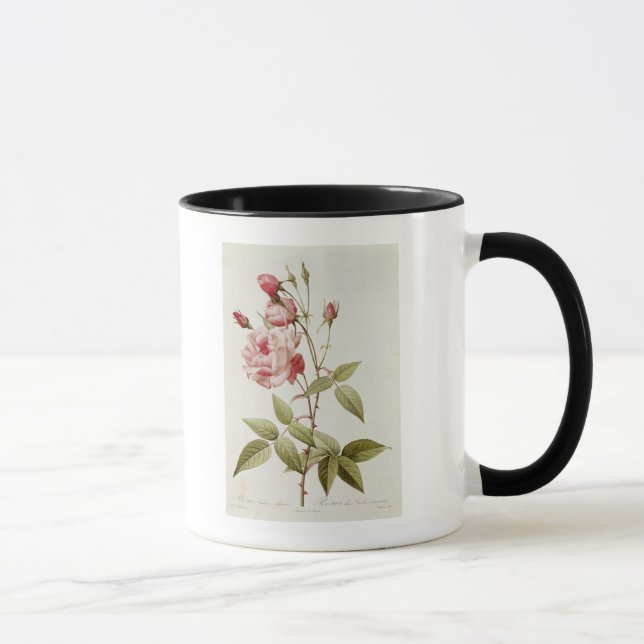 Tasse Vulgaris indica de Rosa, des 'roses de Les (Droite)