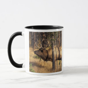 Tasse wapiti, Cervus elaphus, bull bourdonne dans un brû