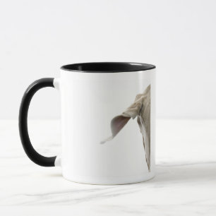 Tasse Weimaraner 2