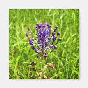 Tassel-Hyacinth Magnet