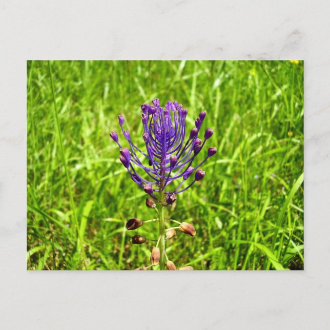 Tassel-Hyacinth Postcard (Front)