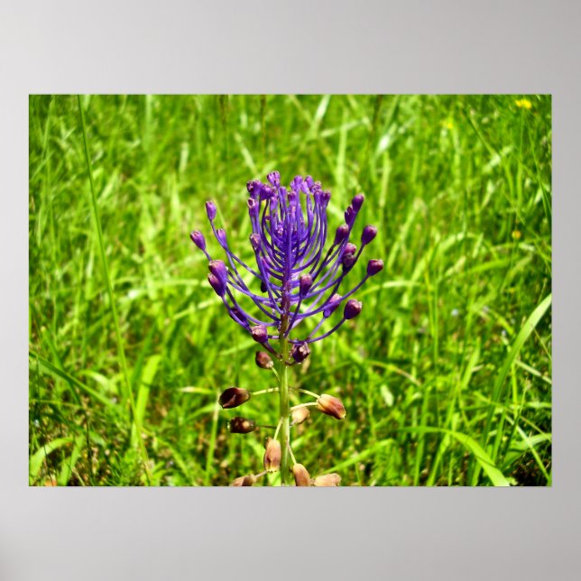 Tassel-Hyacinth Poster (Front)