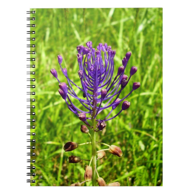 Tassel-Hyacinth Spiral Photo Notebook (Front)