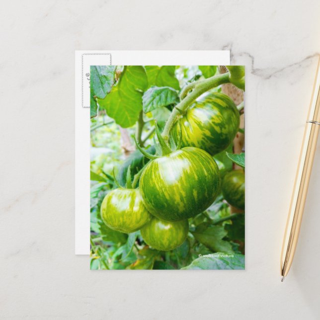 Tasty Green Zebra Heirloom Tomatoes on Vine Postcard (Front/Back In Situ)