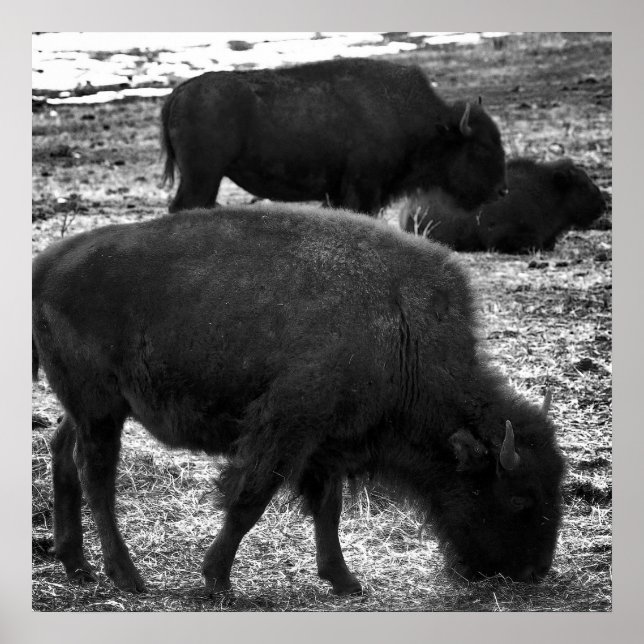 Tatanka Poster (Front)