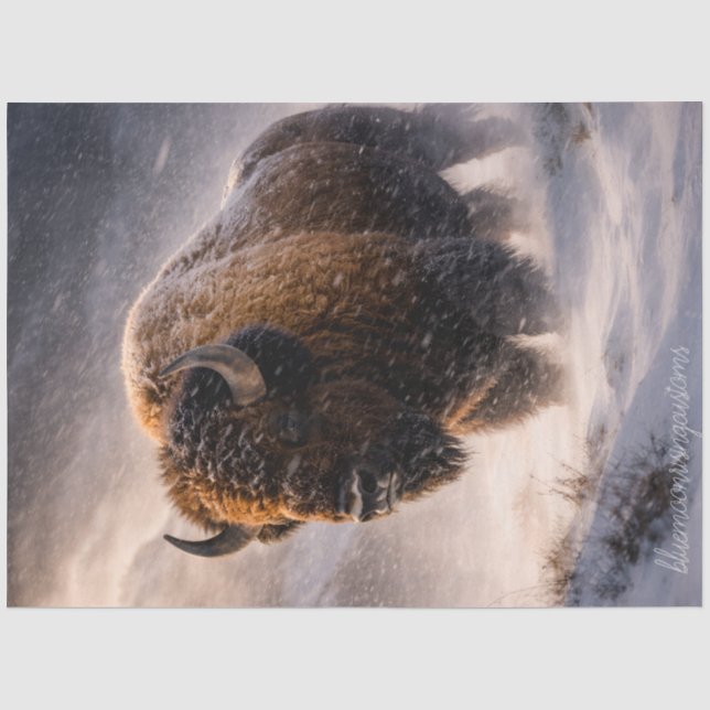 Tatanka Tissue Paper (Front)