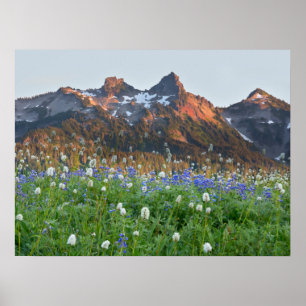 Tatoosh Range and Wildflowers Mt. Rainier Poster