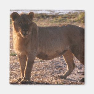 Tau, Lion, Photo Magnet