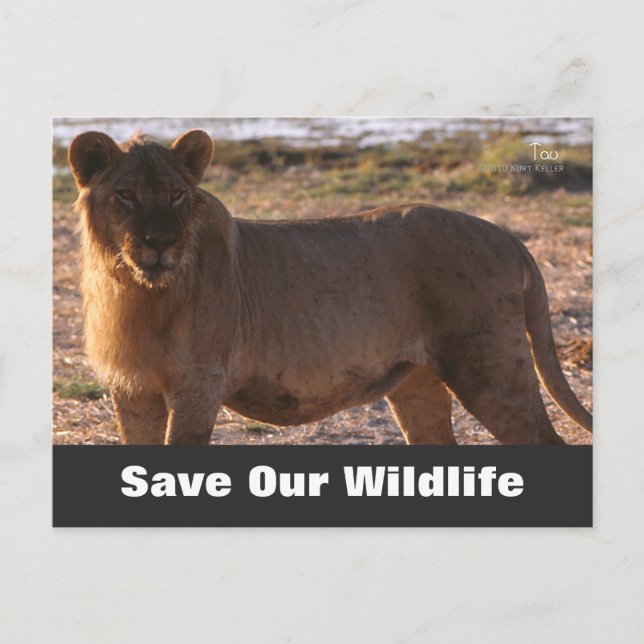 Tau Save Our Wildlife Postcard (Front)