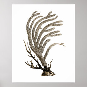 Taupe Sea Coral no.2 Beach Wall Art