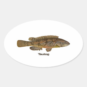 Tautog (blackfish) oval sticker