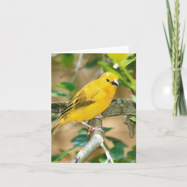 Taveta Golden Weaver Photo Carte de note pliée (Devant)