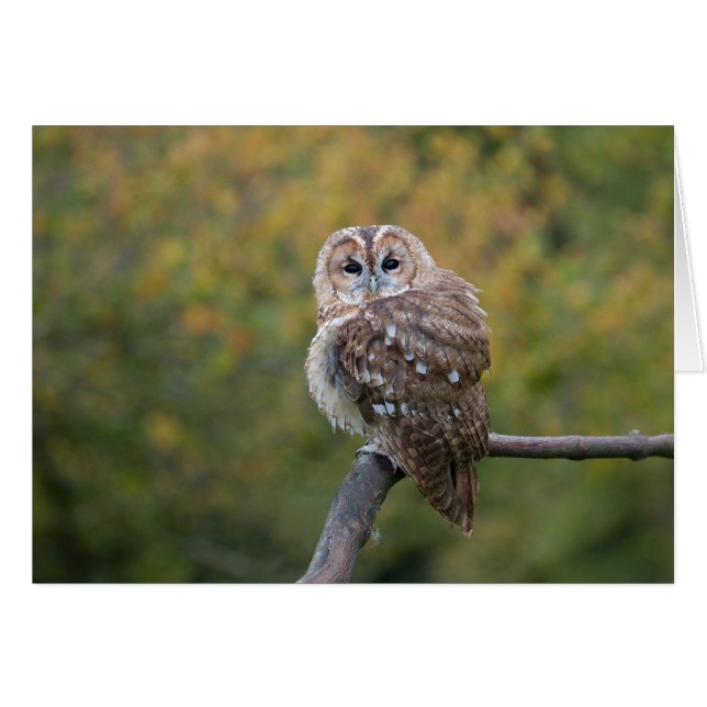 Tawny card (Front Horizontal)