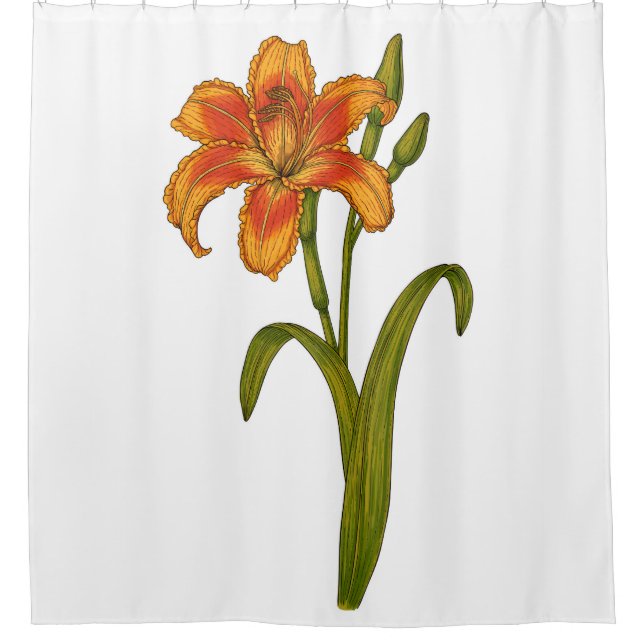 Tawny daylily (Front)