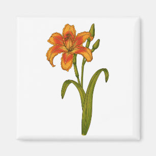 Tawny daylily magnet