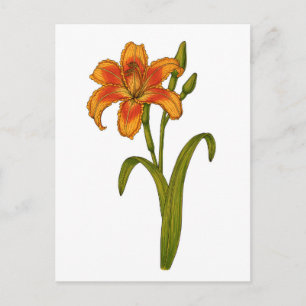 Tawny daylily postcard