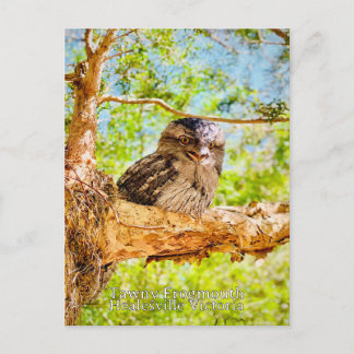 Tawny Frog Mouth Postcard
