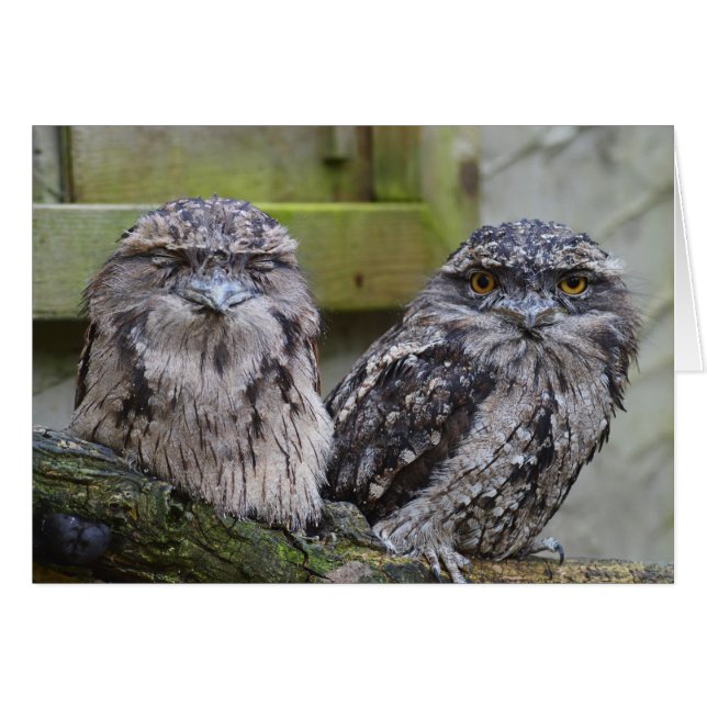 Tawny Frogmouth Birds (Devant Horizontal)