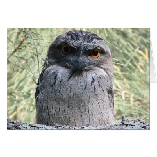 Tawny Frogmouth Card