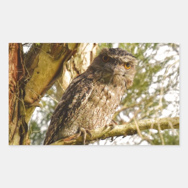 TAWNY FROGMOUTH QUEENSLAND AUSTRALIA STICKER (Front)