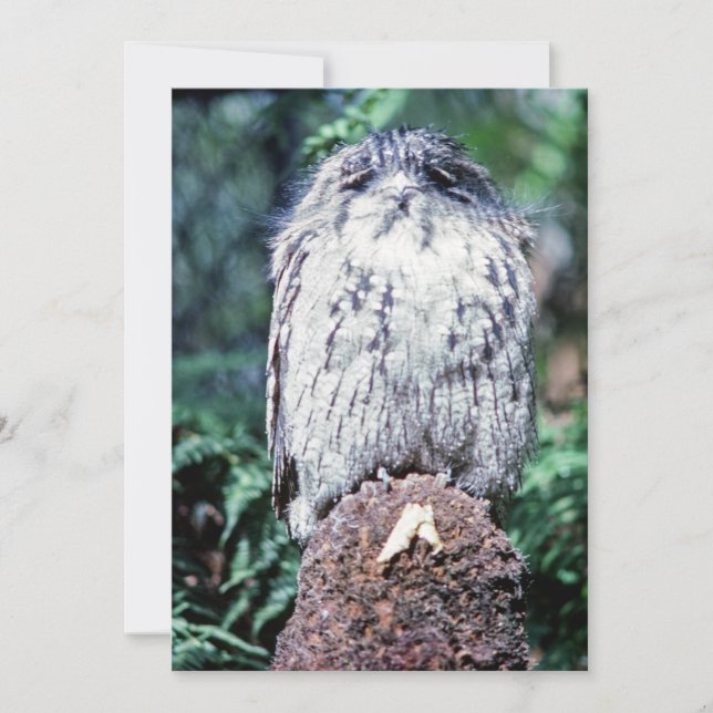 Tawny Frogmouth, Tasmania - Australia Invitation (Front)