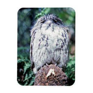 Tawny Frogmouth, Tasmania - Australia Magnet