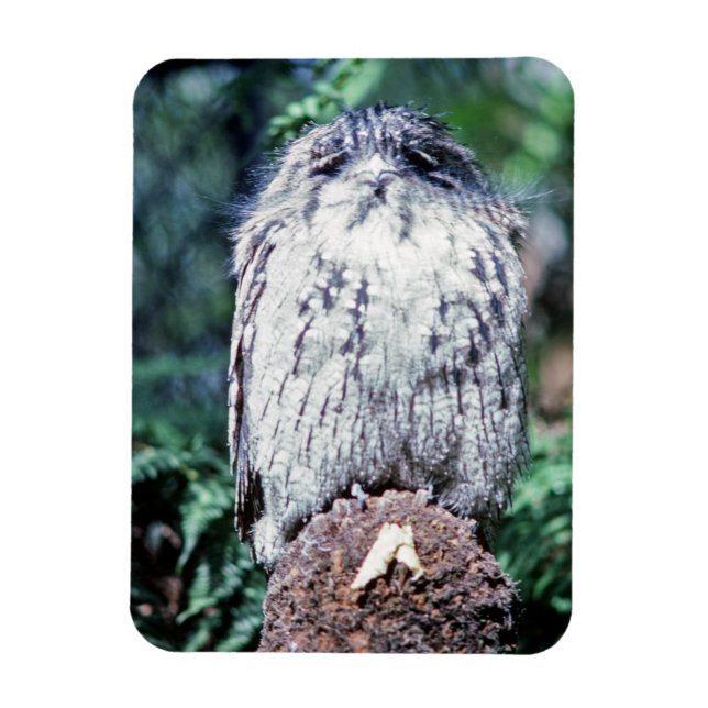 Tawny Frogmouth, Tasmania - Australia Magnet (Vertical)