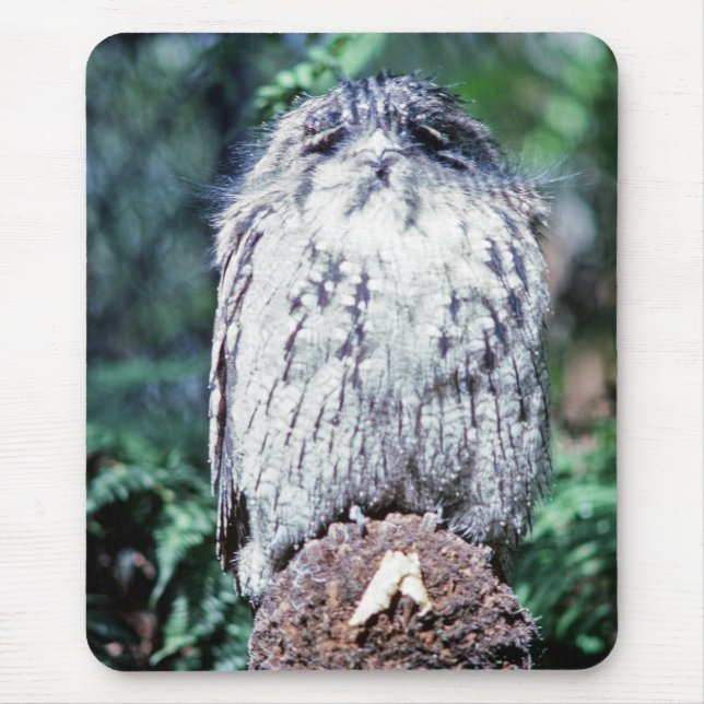 Tawny Frogmouth, Tasmania - Australia Mouse Pad (Front)