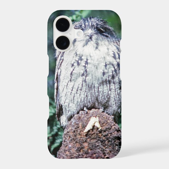 Tawny Frogmouth, Tasmanie - Australie (Verso)