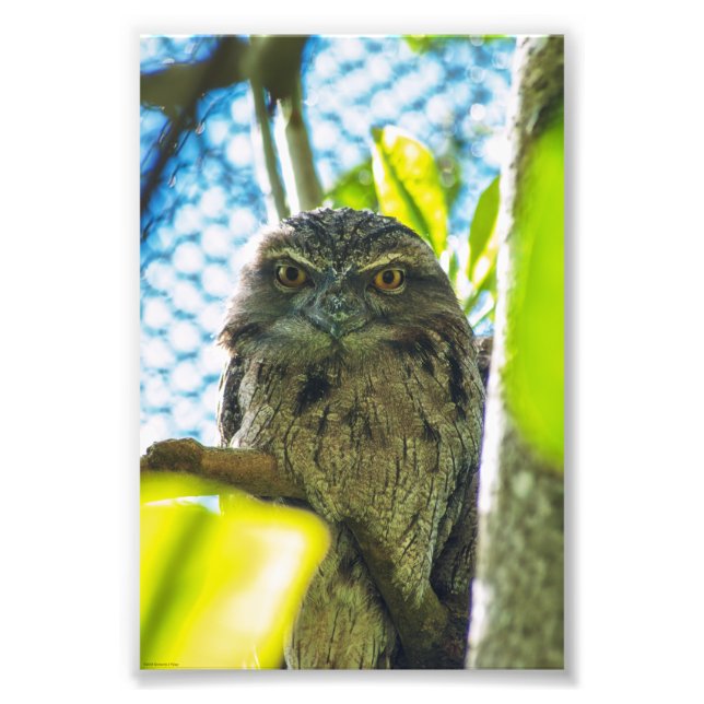 Tawny is No Owl Photo Print (Front)