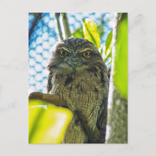 Tawny is No Owl Postcard (Front)
